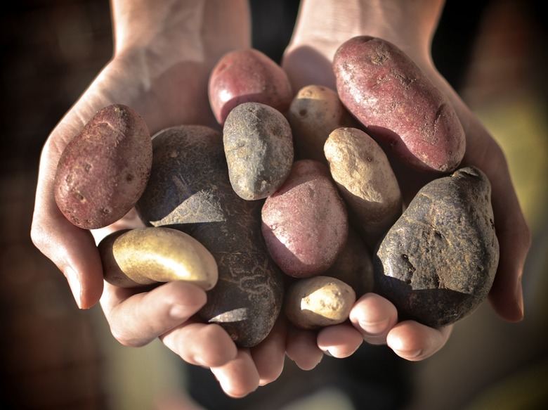 Handful of Fingerling Potatoes