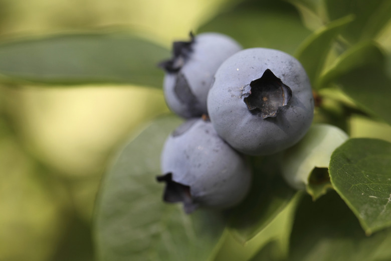 Blueberry Bunch