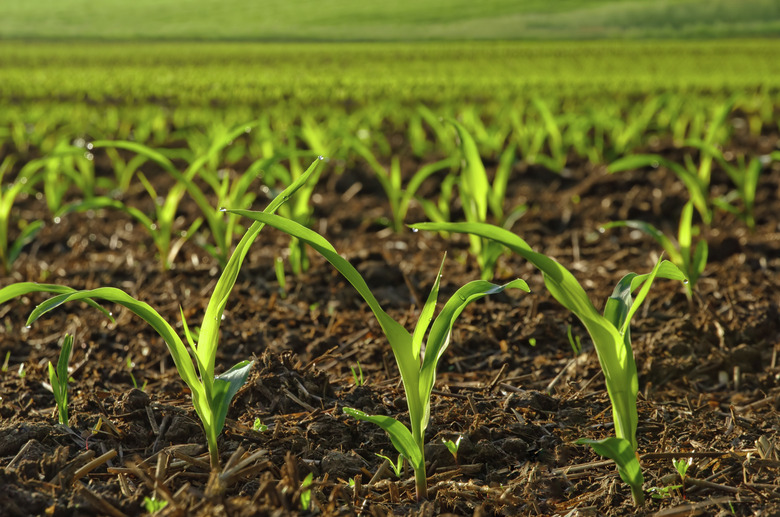 Sunlit young corn plants