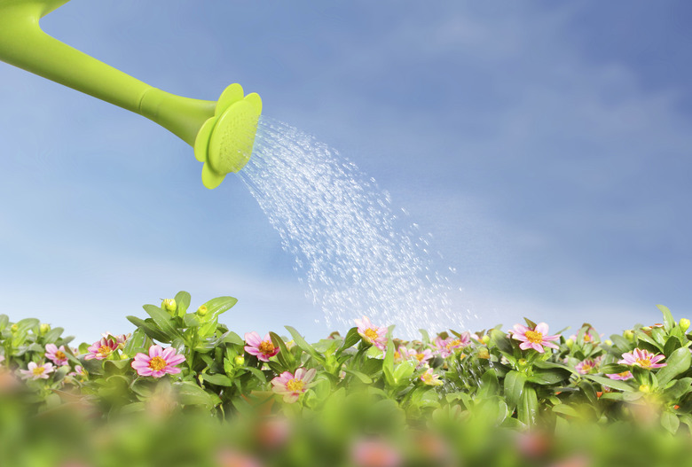 watering  flowers