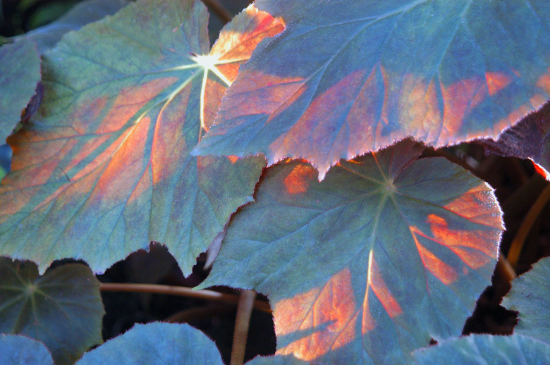 Forest grape leaves lit by the sun.