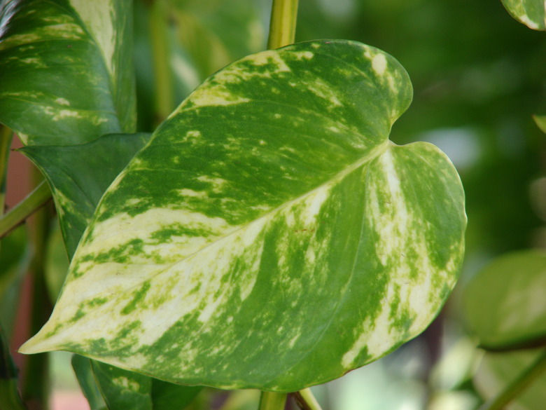 An extreme close-up of a yellowing leaf of a pothos (Epipremnum pinnatum) plant.