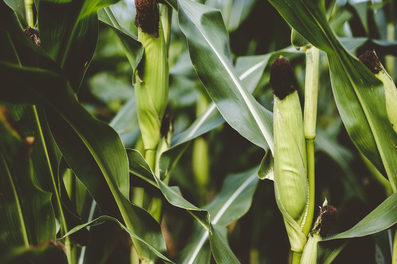 A close-up shot of of some corn plants full of leaves with a blurred background.