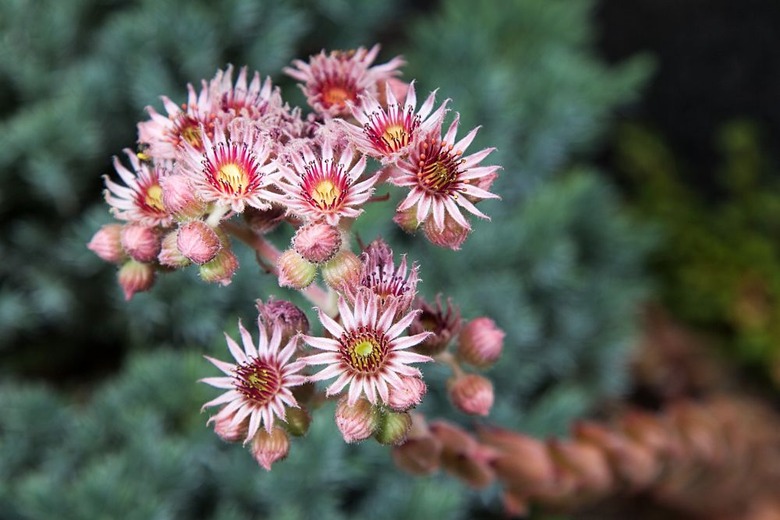 A common houseleek (Sempervivum tectorum) in full bloom, with lovely red, white and yellow flowers.