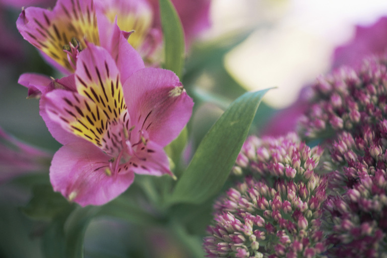 Peruvian lily (Alstromeria), Sedum