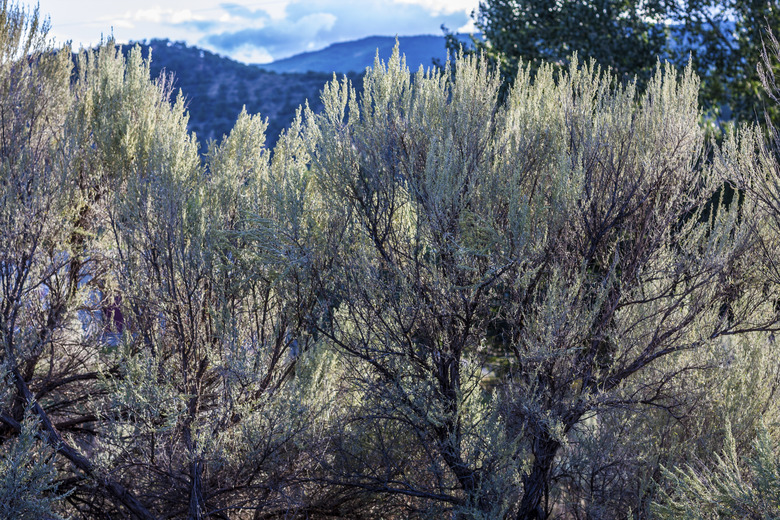 Gray-Green Sagebrush in Afternoon Light