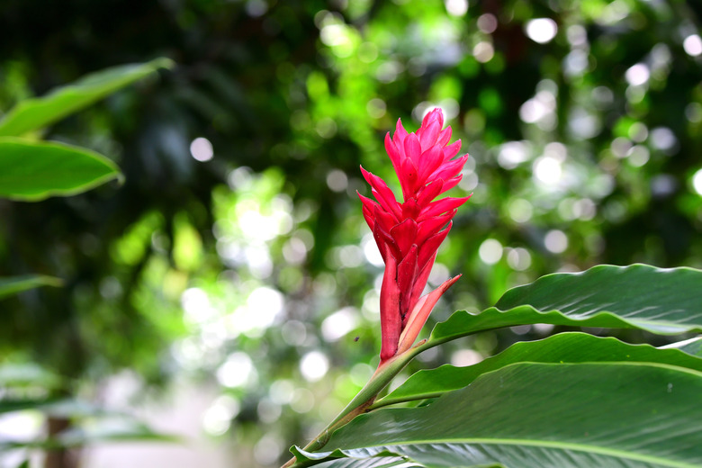 A red flower spike from a Hawaiian red ginger (Alpinia purpurata) plant with a blurred background.