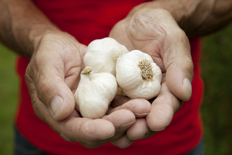 Fresh crop of garlic