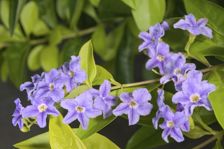 Duranta Erecta flowers