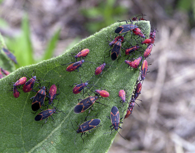 Eastern Boxelder Bug Colony