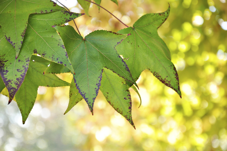 Liquid Amber leaves