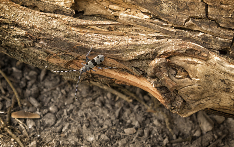 longhorn beetle