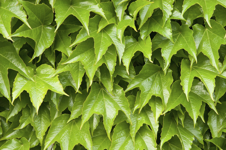 Boston ivy leaves perfectly covering wall; close-up version