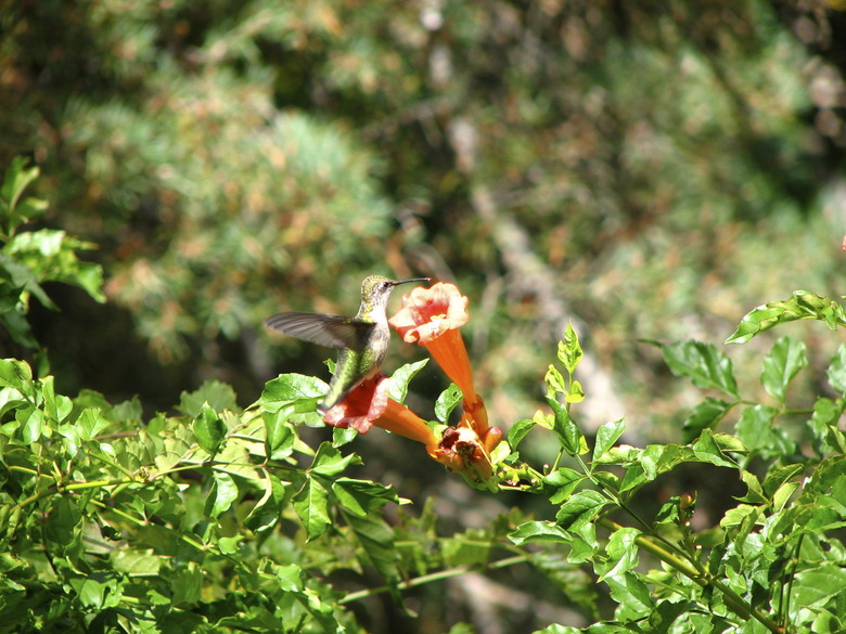 White-eared Hummingbird on Trumpet Vine in Michigan, September