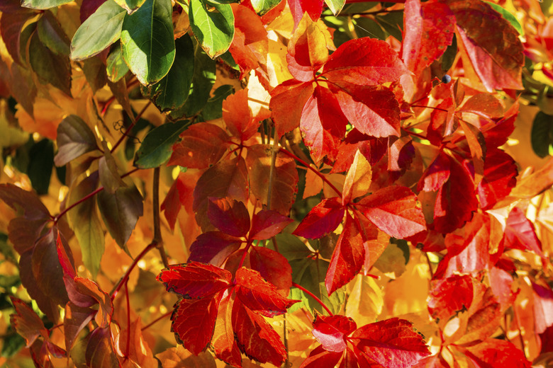 Red and orange leaves of a Virginia creeper in autumn