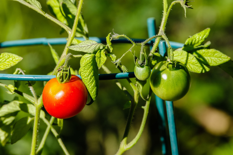 Tomatoes on the vine in the garden