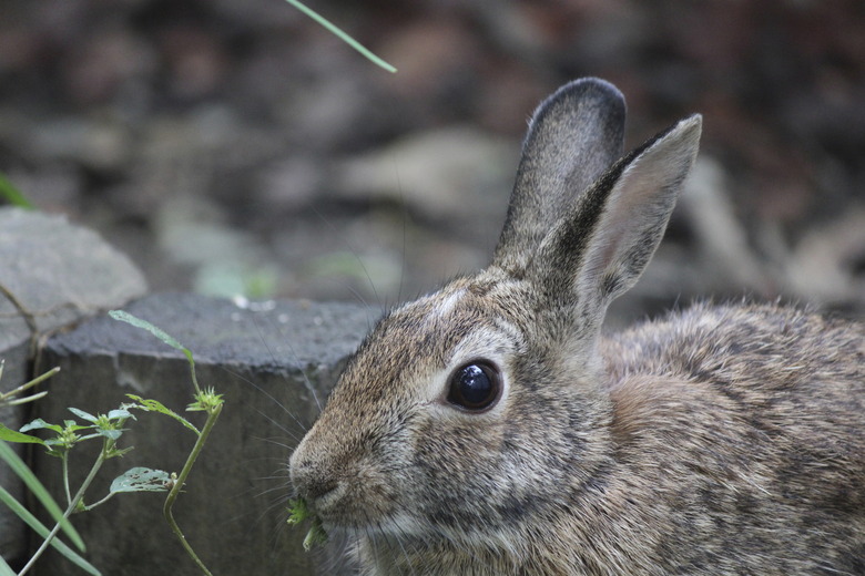 Rabbit