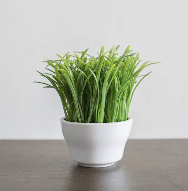 Decorative grass in flowerpot