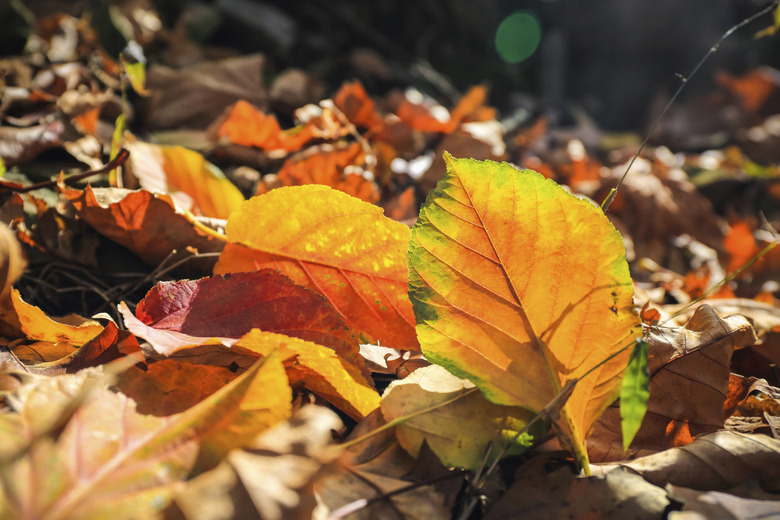 fallen leaves closeup