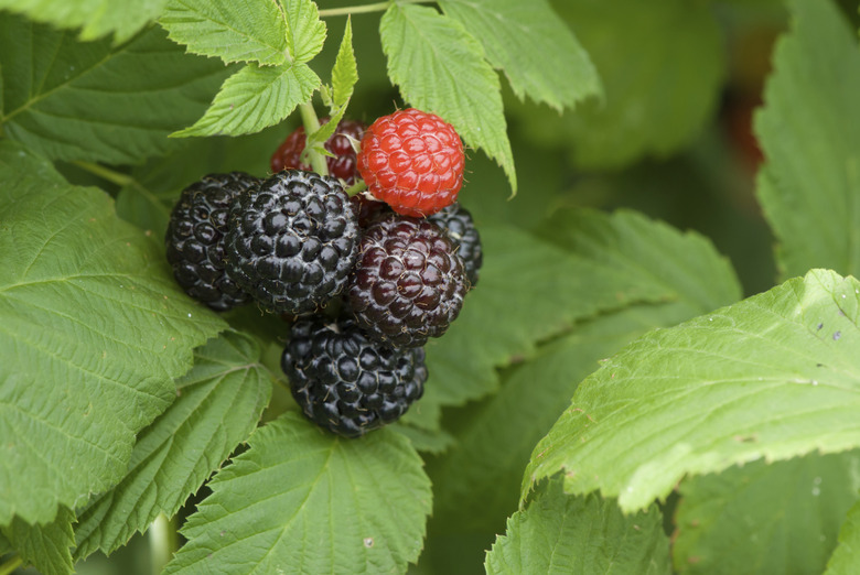 blackberries on a branch close-up