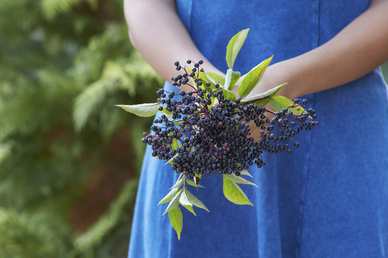 Close Up Of Woman Holding Bunch Of Elderberries