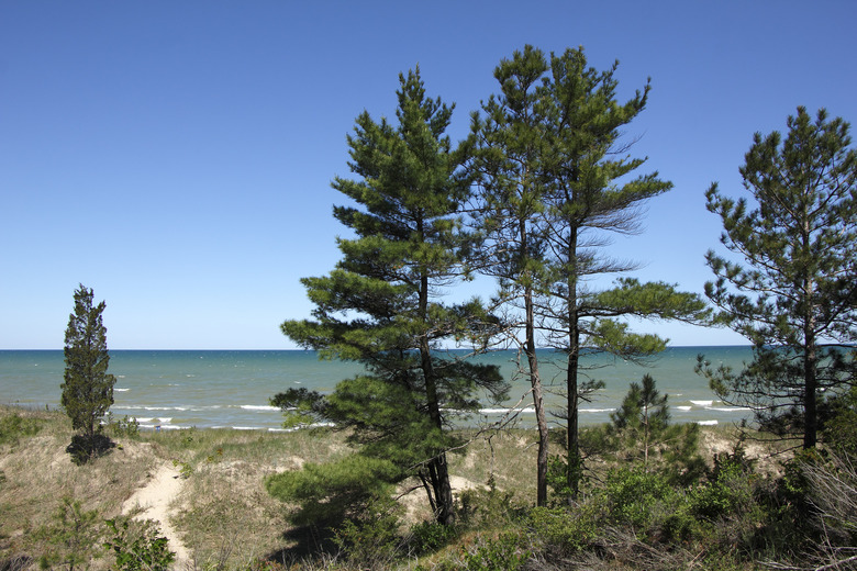 Eastern White Pines on Sand Dune Ridge