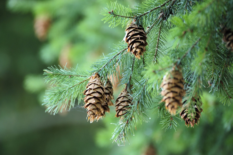 Pine cones