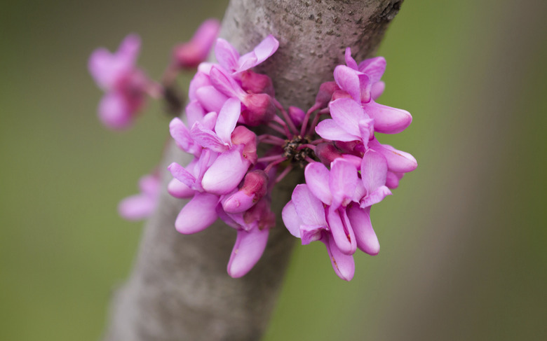 ring of bauhinia flower in a garden