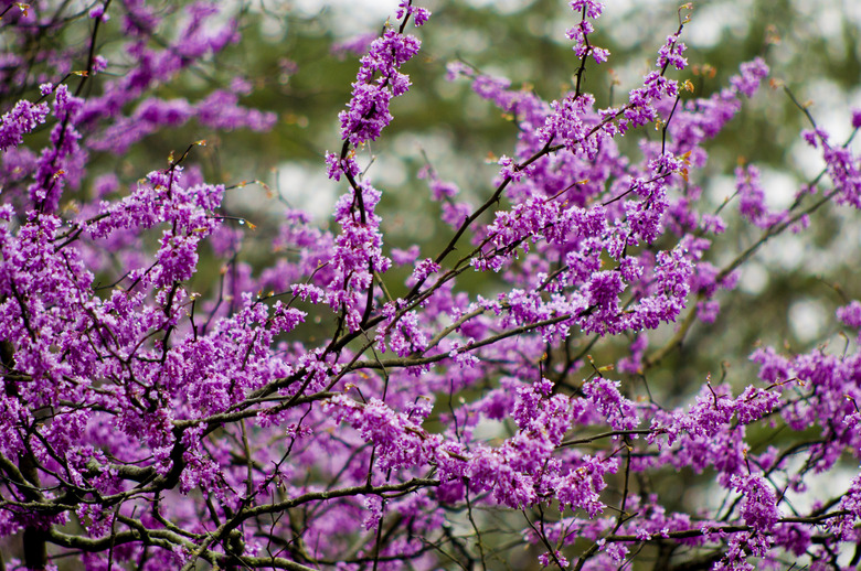 Redbud tree in full bloom.