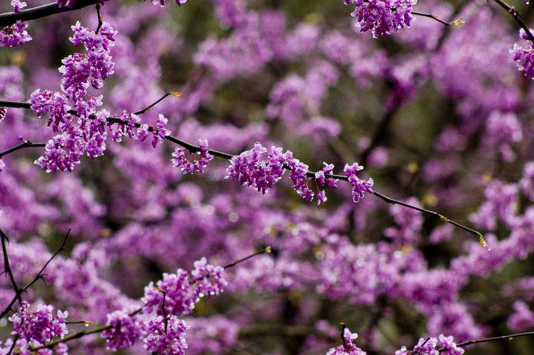 Close-up Redbud Tree in bloom.