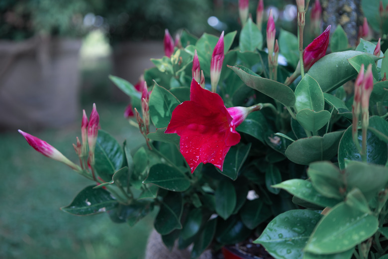 A close-up and selective focus shot of exotic red dipladenia.