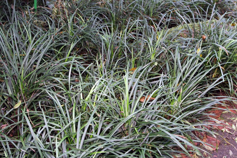 A number of giant lilytruf (Liriope muscari) monkey grass plants growing together.