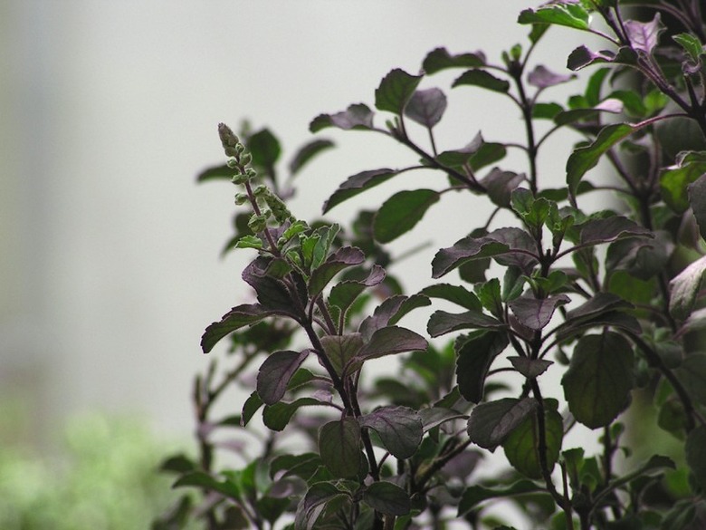 Some lovely holy basil (Ocimum tenuiflorum) plants growing together set against a blurred background.