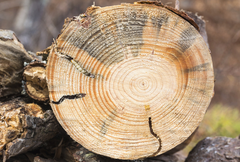 Round Headed Borer larva in pine wood