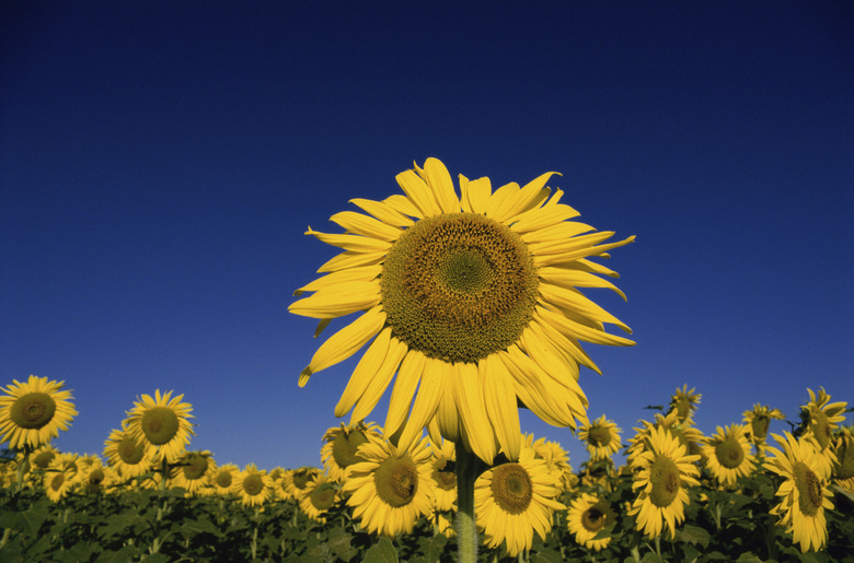 Field of sunflowers, France