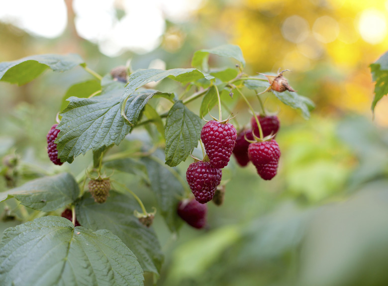 growing raspberry