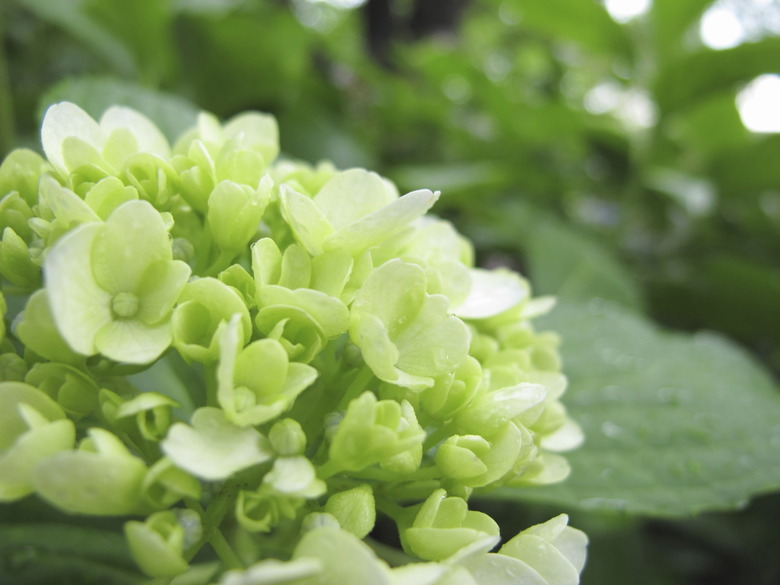 Hydrangea