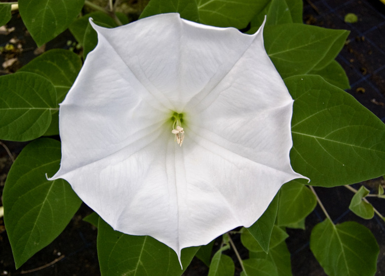 Red Angel's trumpet