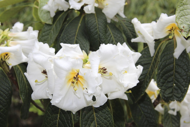 Datura flower