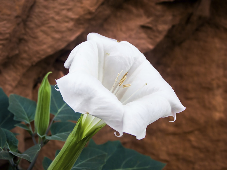 Moonflower or Datura