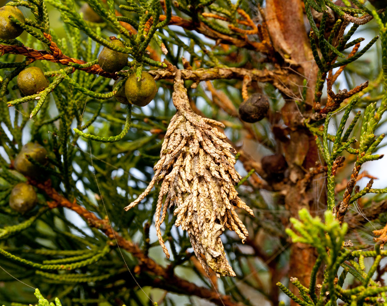 Bagworm on a pine tree