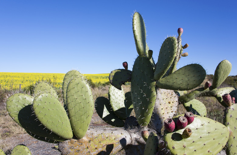 Prickly Pear Cactus