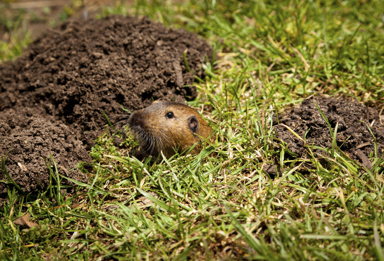 Gopher Peaking Out of Hole