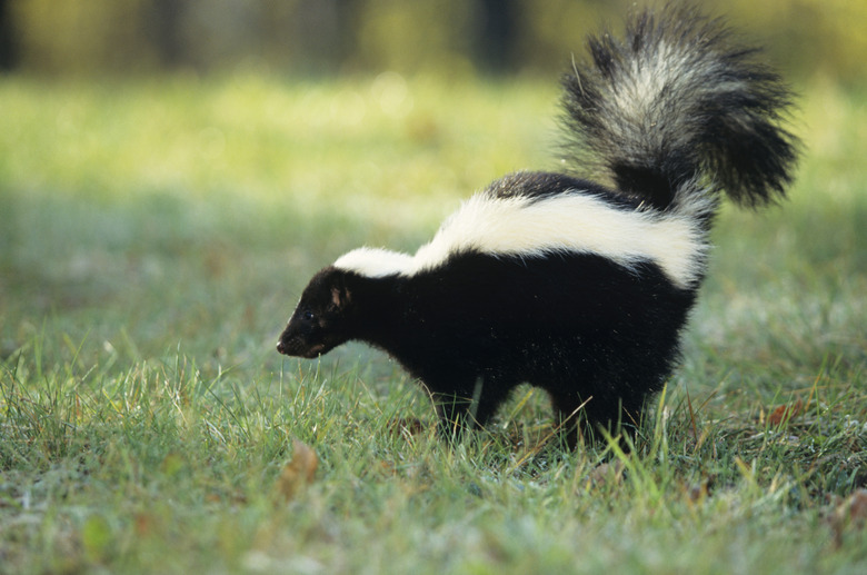 Striped skunk (Mephitis mephitis) spraying, USA