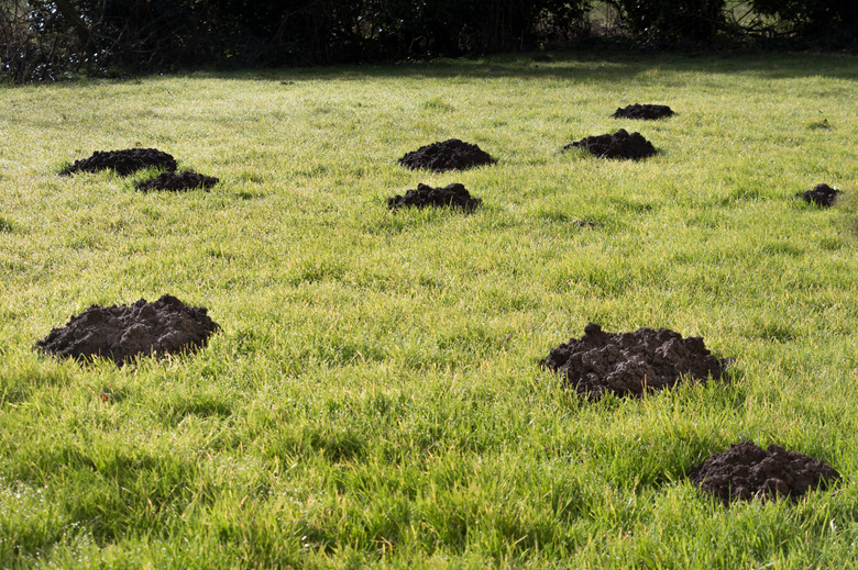 Mole Hills in the garden lawn