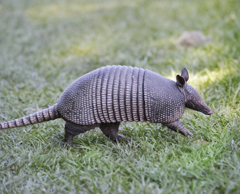 Armadillo