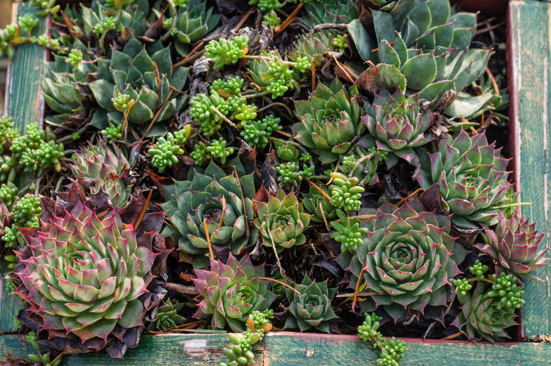 Sedum or sempervivum plants for dry planting