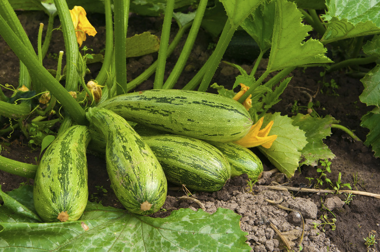 flowering marrow with fruits