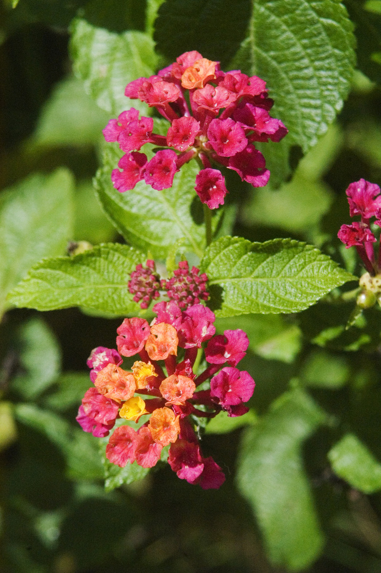 Blossoms of bright pink lantana among green leaves.