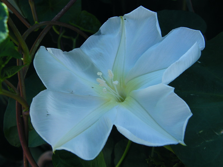 A lovely white morning glory (Ipomoea alba) flower with hints of blue blooms up toward the sky.